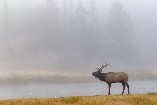 Bull Elk on foggy morning along Madison River, Yellowstone National Park (Montana, Wyoming)