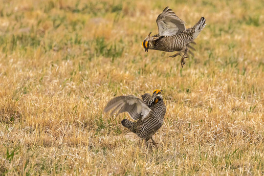 USA, Nebraska, Sand Hills. Male greater prairie chickens fighting. Credit as: Cathy & Gordon Illg / Jaynes Gallery / DanitaDelimont.com