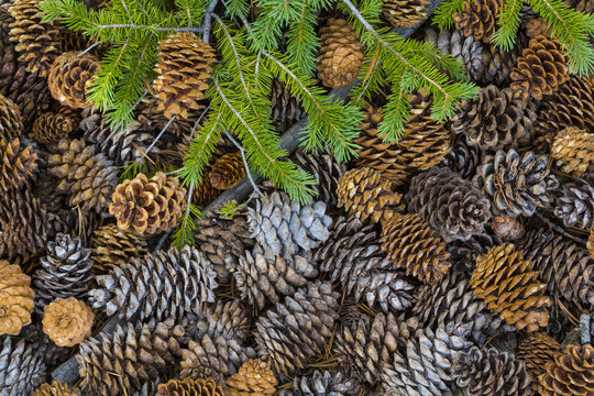USA, Nevada, Great Basin National Park. Pine cones and Douglas fir bough. Credit as: Don Paulson / Jaynes Gallery / DanitaDelimont.com