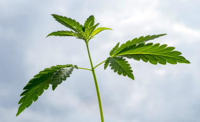 A young hemp plant against a background of a cloudy sky. Texture of young leaves of marijuana. Selective focus.