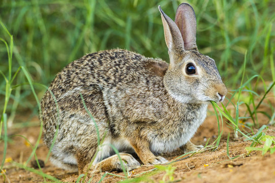 USA, Texas, Hidalgo County. Cottontail rabbit eating. Credit as: Cathy & Gordon Illg / Jaynes Gallery / DanitaDelimont.com