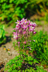 Beautiful and peaceful bright close up photo of plants with carefully landscaping.Planting of greenery foto.
