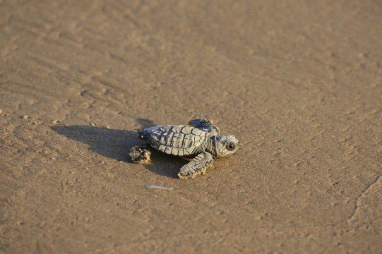 Kemp's ridley sea turtle (Lepidochelys kempii), baby turtle, South Padre Island, South Texas, USA