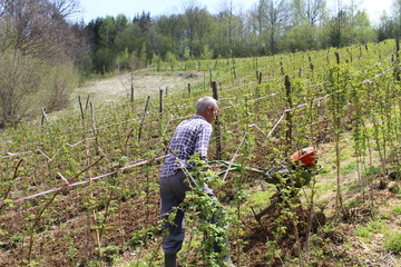 the cultivation of orchards raspberries