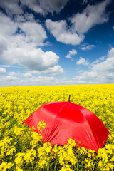 rape field with red umbrella