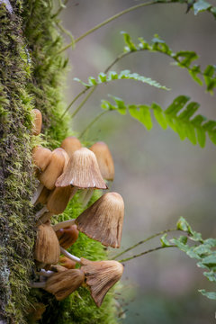 Close- up of coprinus mushrooms and licorice ferns on tree