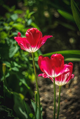 Beautiful and peaceful bright close up photo of plants with carefully landscaping. Planting of greenery foto.