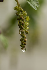 It's raining in Moscow
