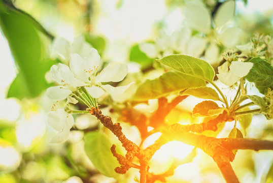 Beautiful and peaceful vivid close up photo of apple tree flowers with Sun. Spring Photo.