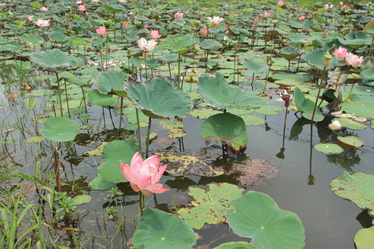 Pink Indian Lotus (Nelumbo Nucifera) Field in the Pond, Swamp, Horizontal Image