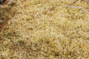 moss on tree