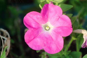 Purple Violet Pink Morning Glory, Deep Rose, Ip Omoea Rorsfalliae or Forget Me Not, Horizontal Image