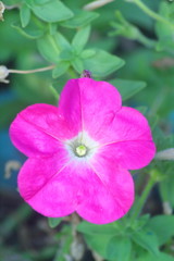 Fototapeta na wymiar Purple Violet Pink Morning Glory, Deep Rose, Ip Omoea Rorsfalliae or Forget Me Not, Vertical Image