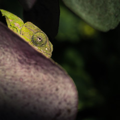 chameleon turned green looking straight at you