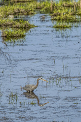 Great blue heron wading in water.
