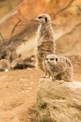 Two Meerkats