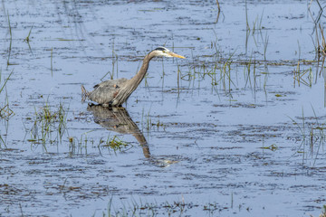 Mirror like reflection of heron.