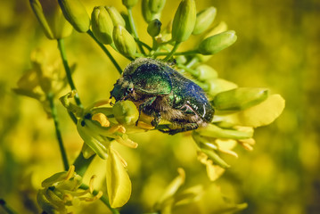 
Nice vivid detailed background with bug eating canola flower. Macro photo shot in modern style. Live insect close up photo. Cetoniinae Leach beetle.