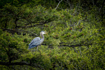Heron in tree opens beak.