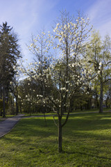 Magnolia tree in the park