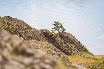 Green tree growing on rocks near the water. The cliffs at lake Baikal.