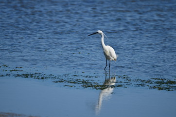 Aigrette garzette (Egretta garzetta)