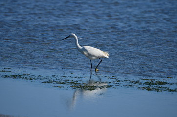 Aigrette garzette (Egretta garzetta)