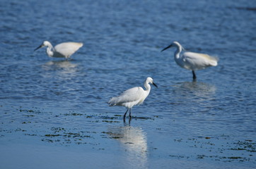 Aigrette garzette (Egretta garzetta)