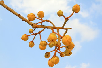 Yellow flower bud, Cochlospermum regium, on branch against blue sky background © wibulpas