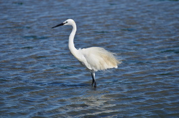 Aigrette garzette (Egretta garzetta)