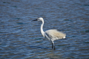 Aigrette garzette (Egretta garzetta)