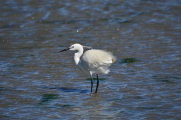 Aigrette garzette (Egretta garzetta)