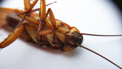 Close up of a death cockroach on white background
