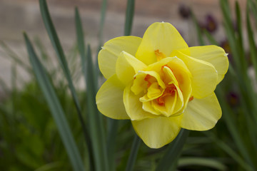 Yellow Narcissus