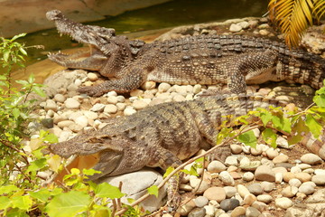 Crocodile open mouth and lying on rock floor