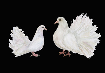Watercolor painting white two doves on black background