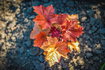 Beautiful and peaceful bright close up photo of plants with carefully landscaping. Planting of greenery foto.