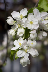 Blossom apple tree