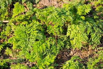 Green hemlock spotted plants (Conium Maculatum)