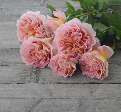 Fototapeta pink china roses on grey wood surface photo