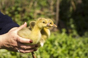 Photo of a  baby goose.