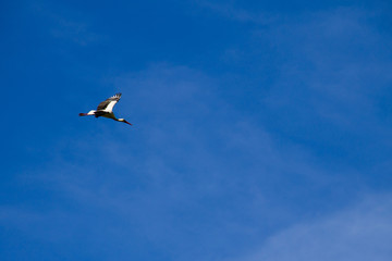 Fototapeta na wymiar White Stork (Ciconia ciconia) in flight