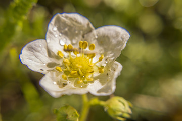 Fototapeta na wymiar Close up shot of a white flower.