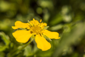 Close up shot of a yellow flower.