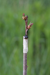 grafted fruit tree in an orchard