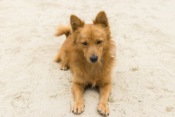 Portrait of cute mixed breed dog lying on a sandy surface with no interest
