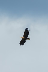Sea eagle flying in the sky, circling for prey