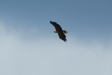 Sea eagle flying in the sky, circling for prey