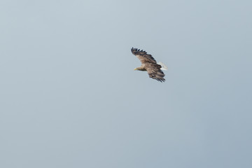 Sea eagle flying in the sky, circling for prey