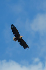 Sea eagle flying in the sky, circling for prey